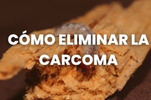 como eliminar la carcoma