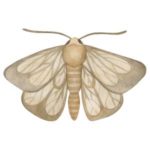 cómo proteger la madera de una mesa